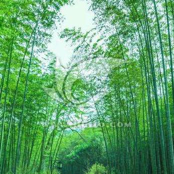火焰凤凰
