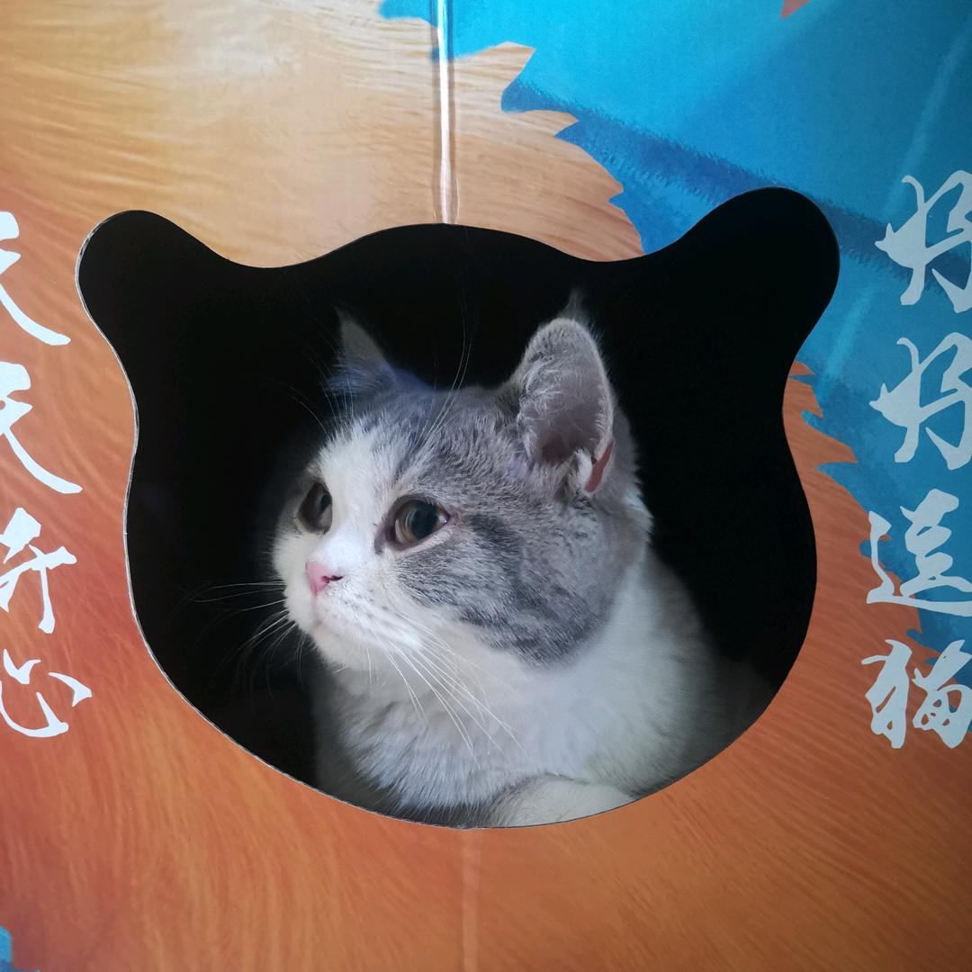 童菲家的猫