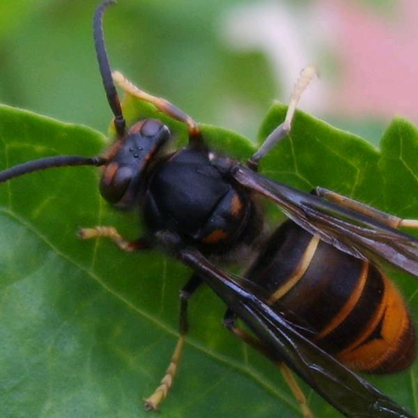 喜欢户外寻蜂哥