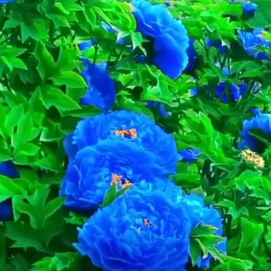 她演旳情深意浓て