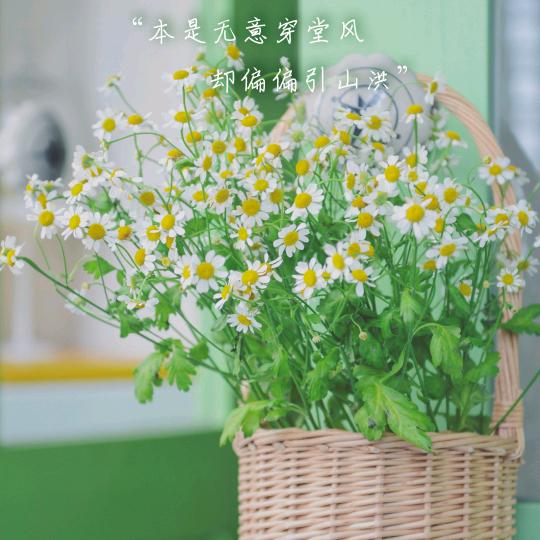 ❤ 草莓🍓ʕ ᵔᴥᵔ ʔ