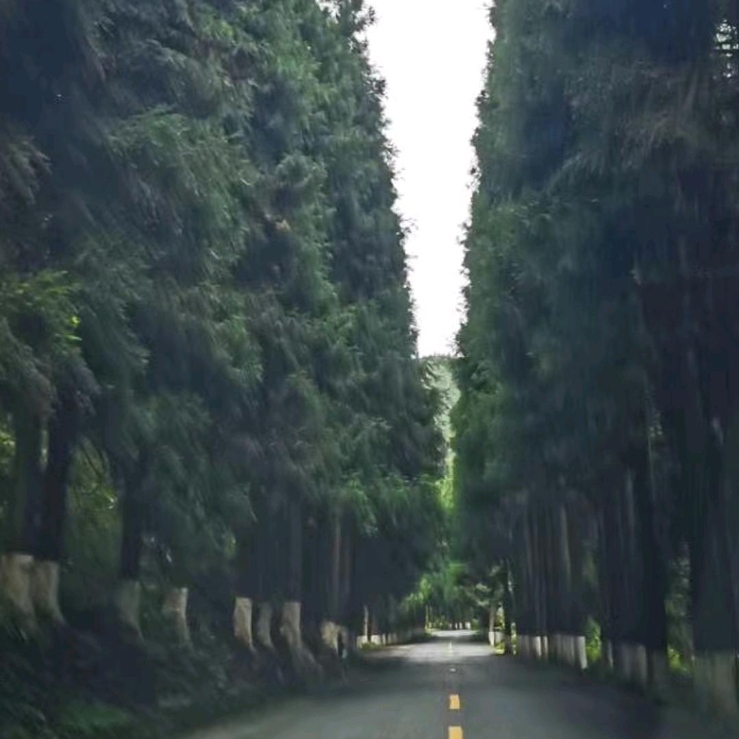 湖北彭姐63年免子(橱窗好物分享)