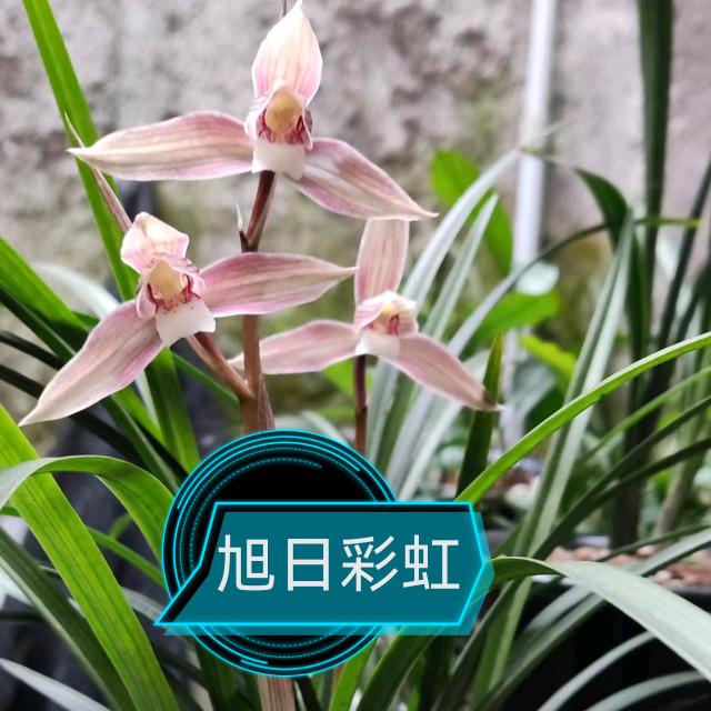 旭日蘭軒（花卉园艺）