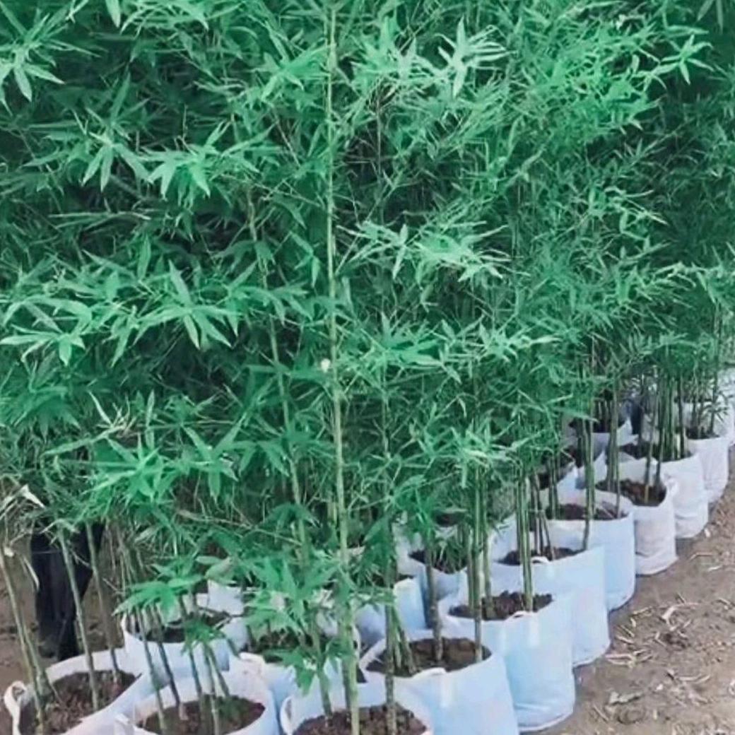 沭阳县奕之竹花卉经营部的小店个体店