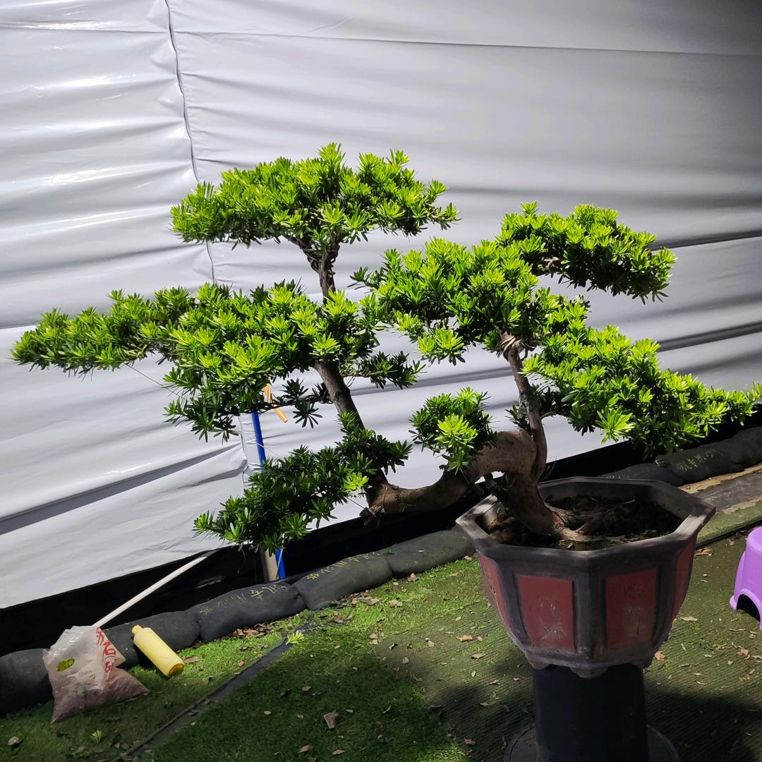 嘉嘉花卉园林