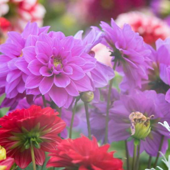孤芳不自赏