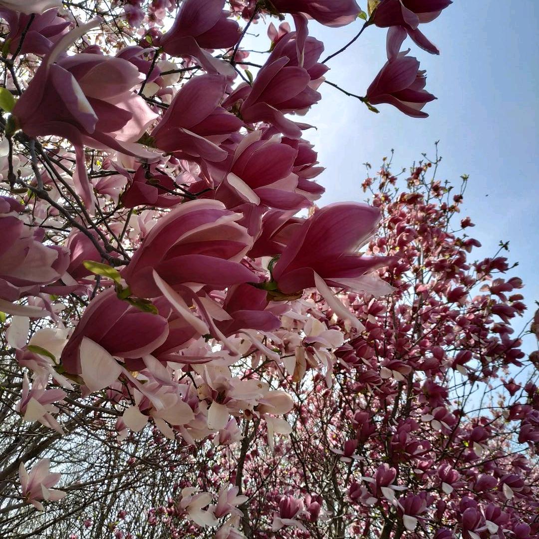 绿城明月观澜张张