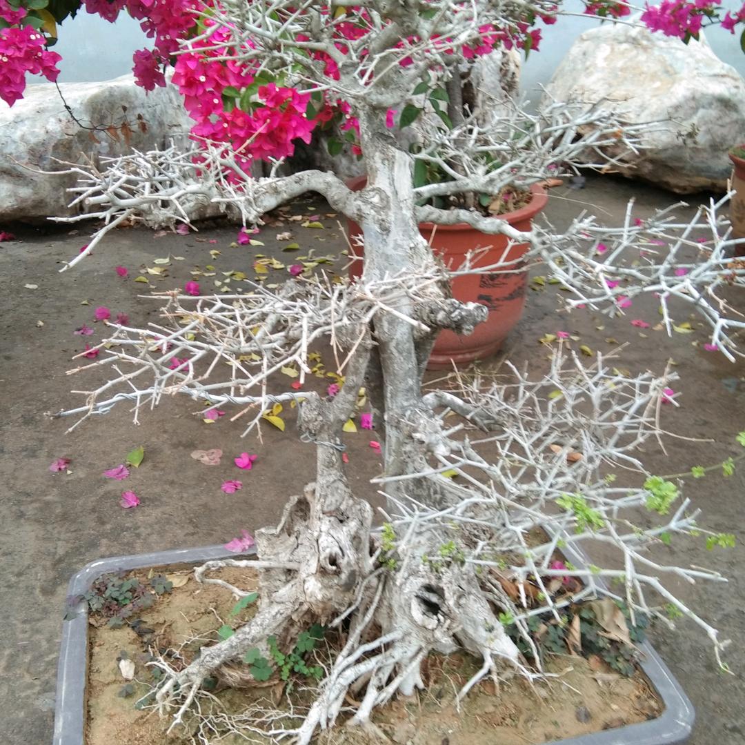 加油干，天下无二贾，贾氏一家亲，