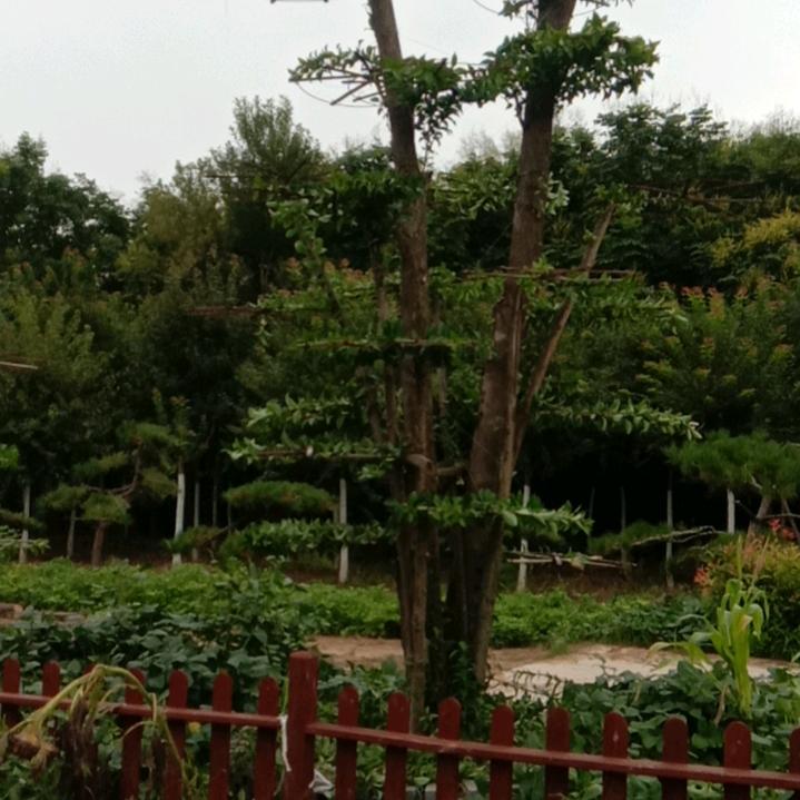 骏景园林绿化