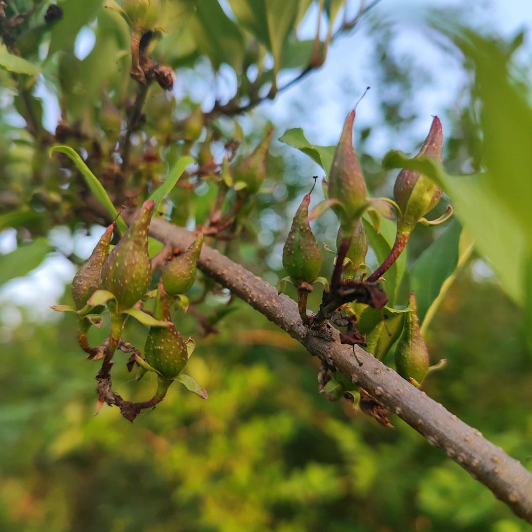 河南达冠连翘酸枣种植基地