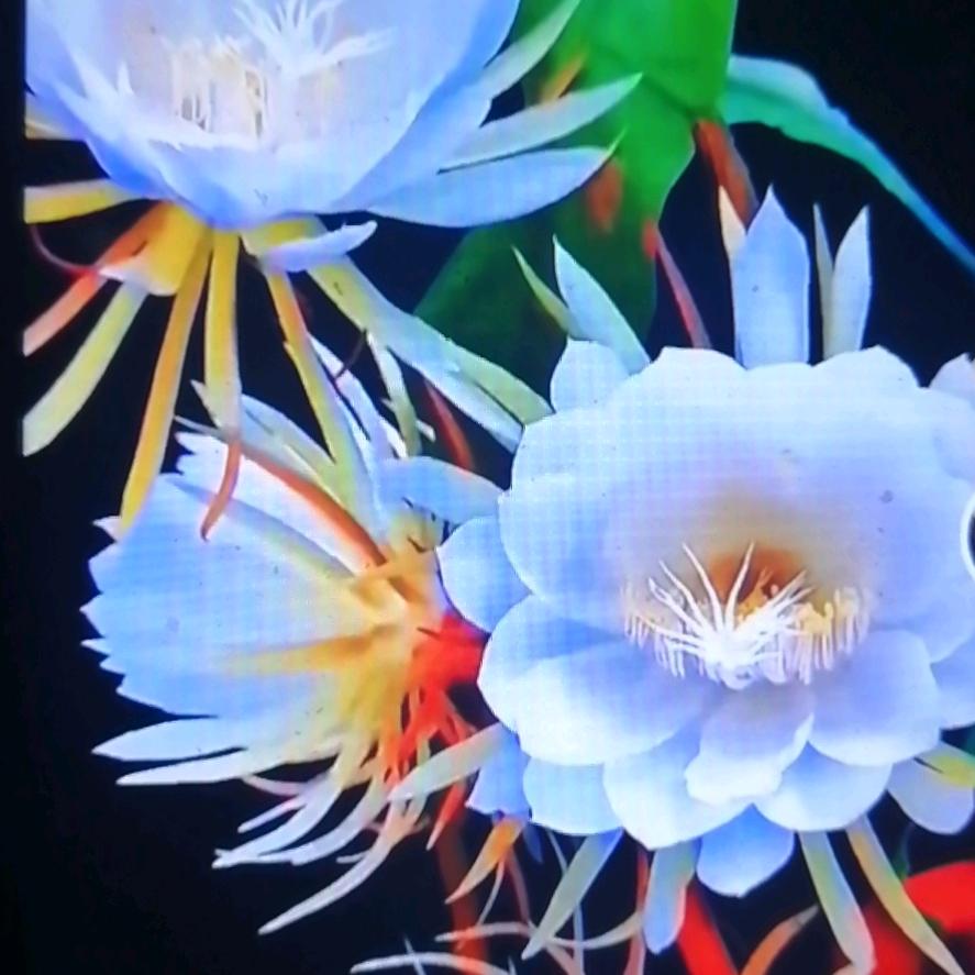 hồ tiểu tiểu