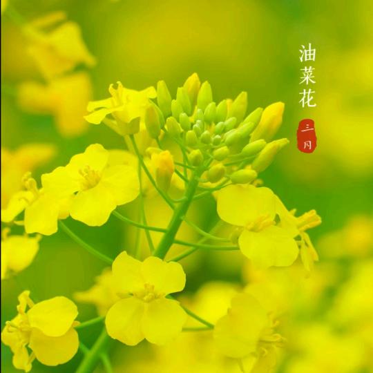 a梅
