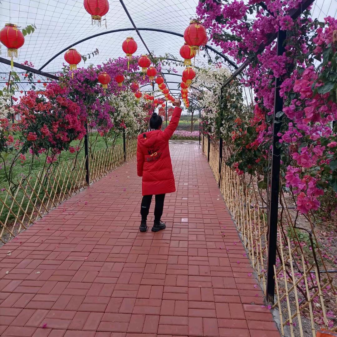 兰菊芬芳