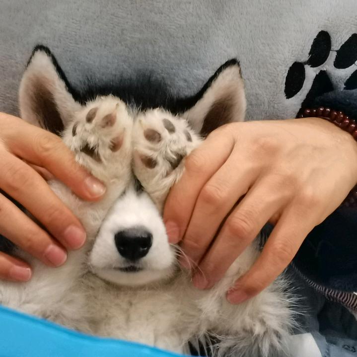 @图百万 是条哈士奇