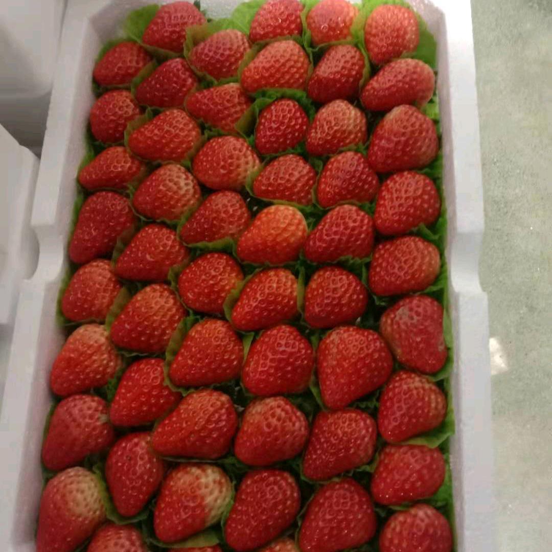 草莓收购批发小杜果业刁杰好