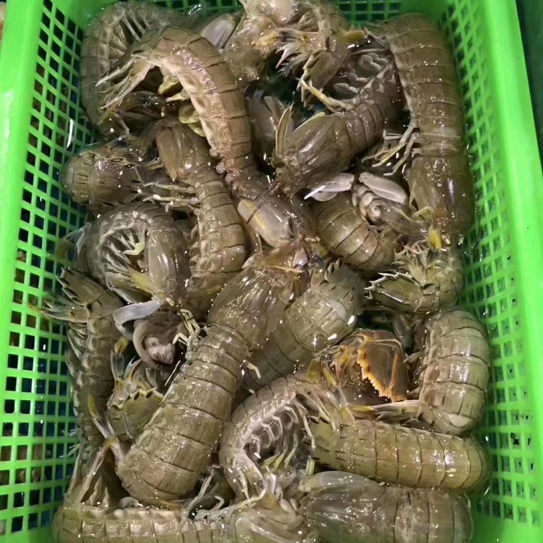 皮皮虾会游泳
