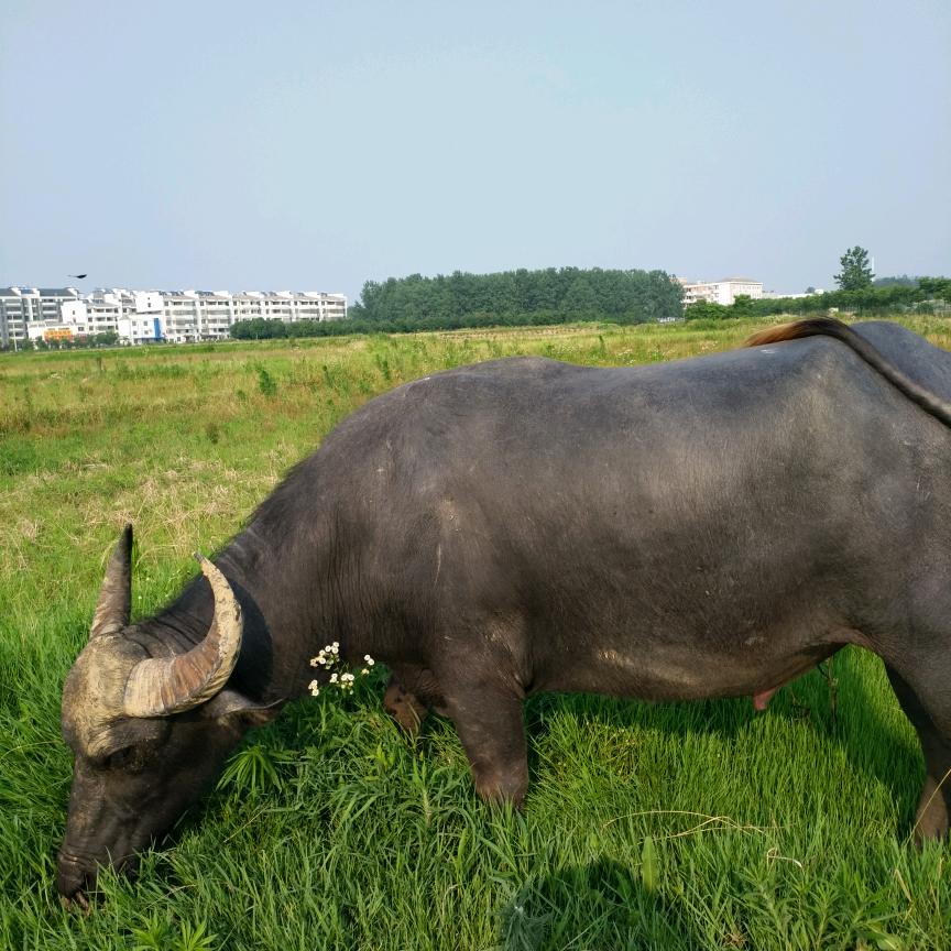 张家胜黑牛肉张文宇黑牛肉