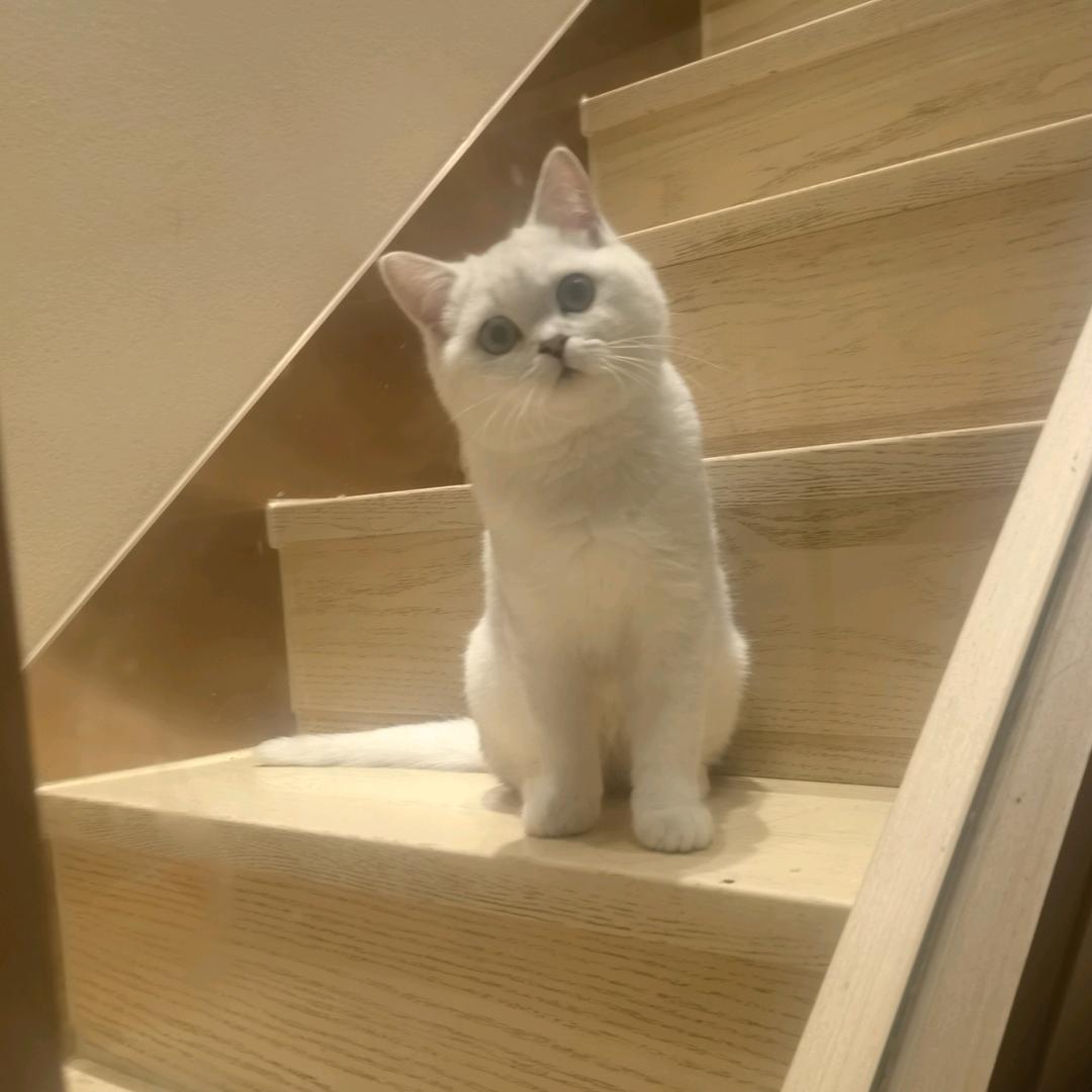 梦
