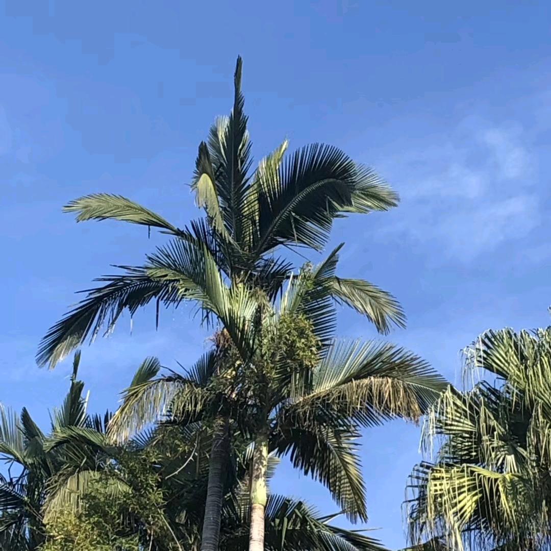 王老师学业规划