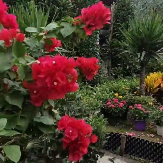 玫瑰🌹