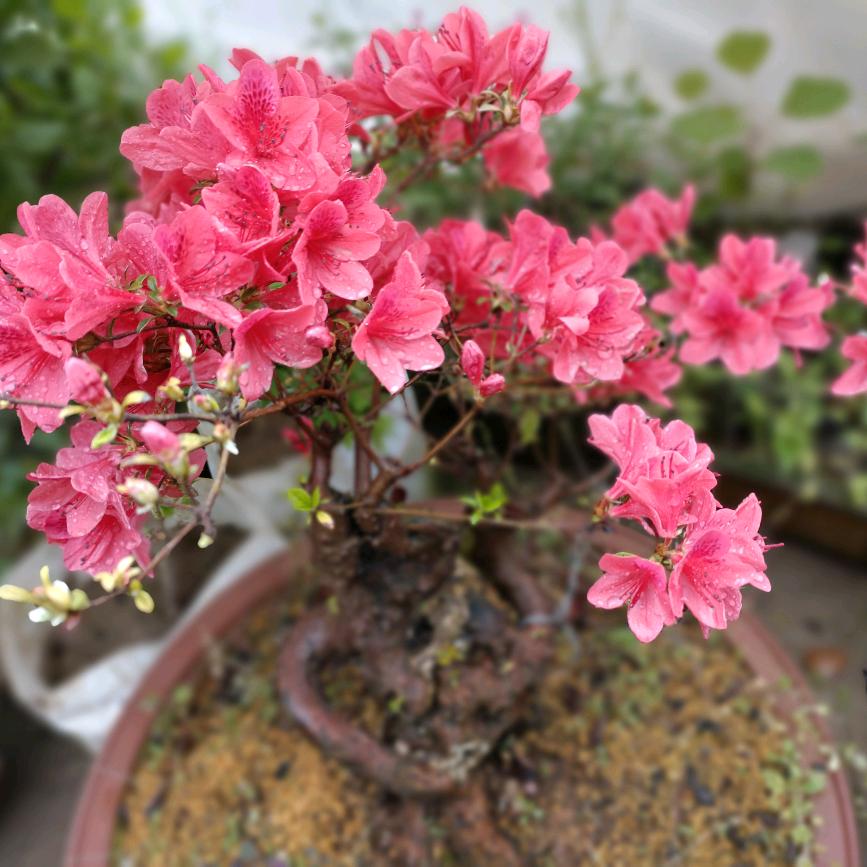 青山依旧在