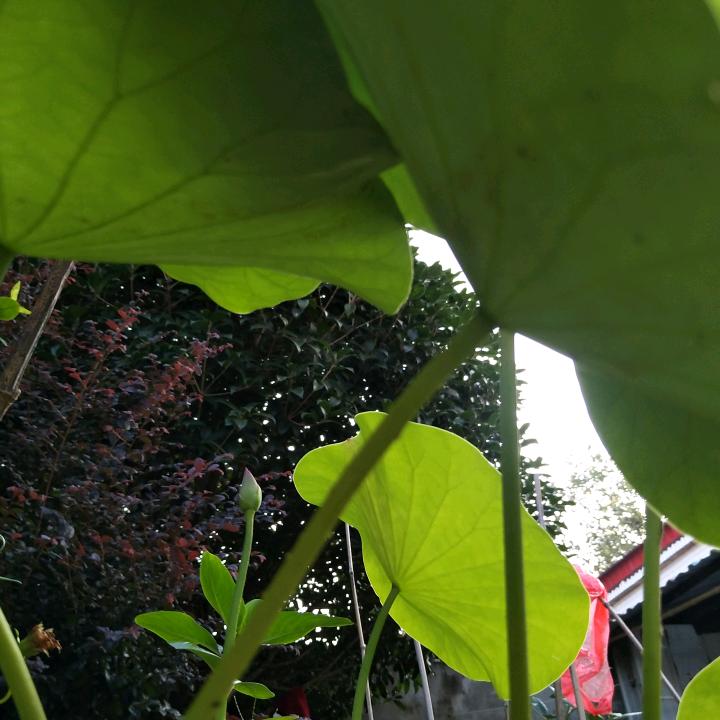 万能工老翁