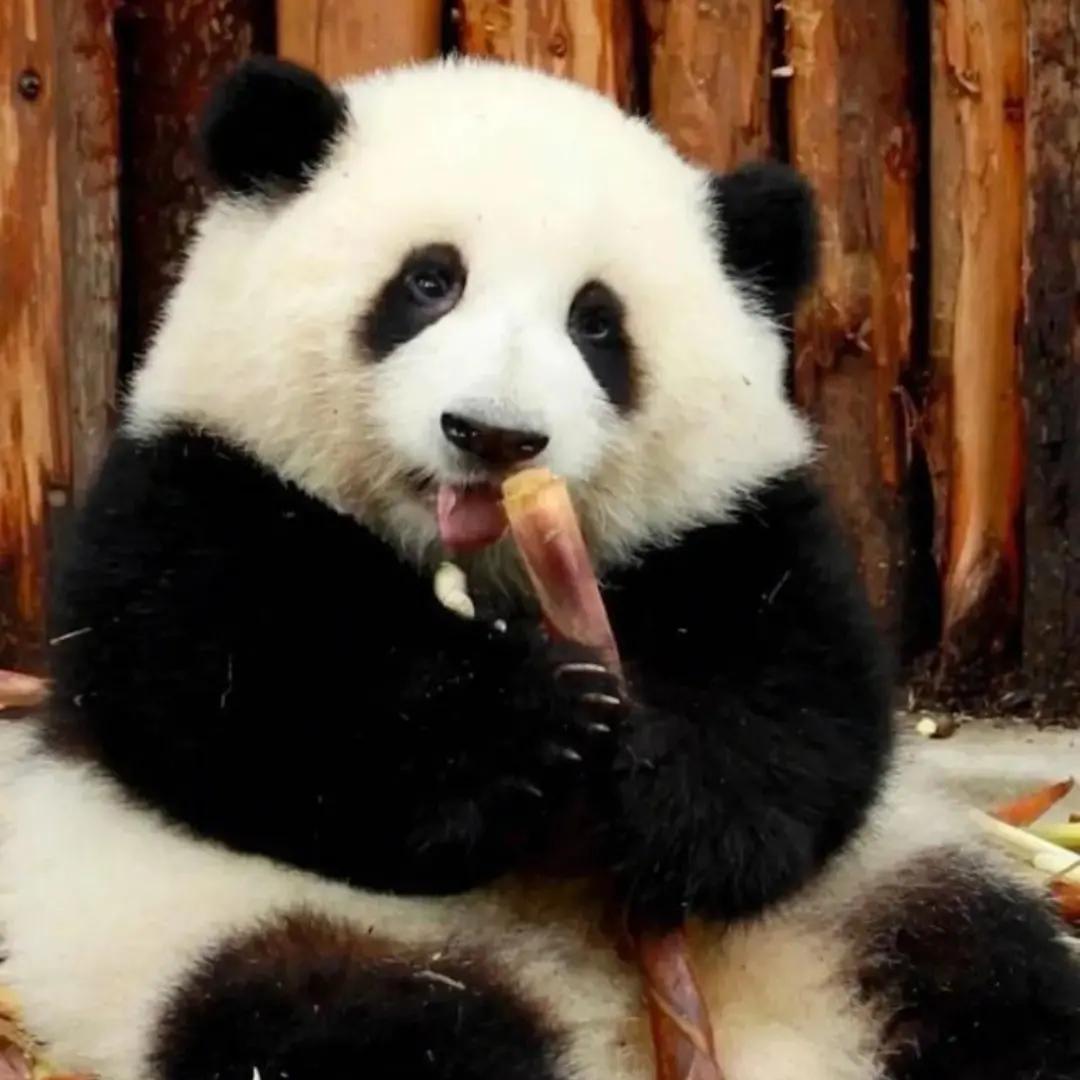 国宝哥🐼🇨🇳