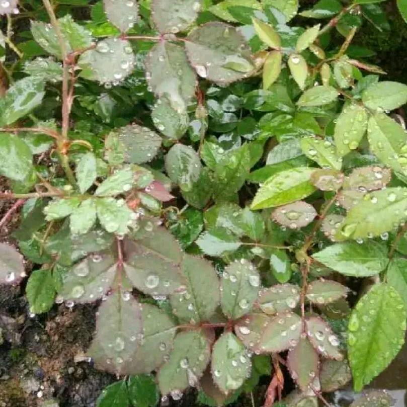 新新（唱歌达人）全国自驾游