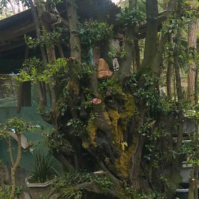 十面珠光十面尘