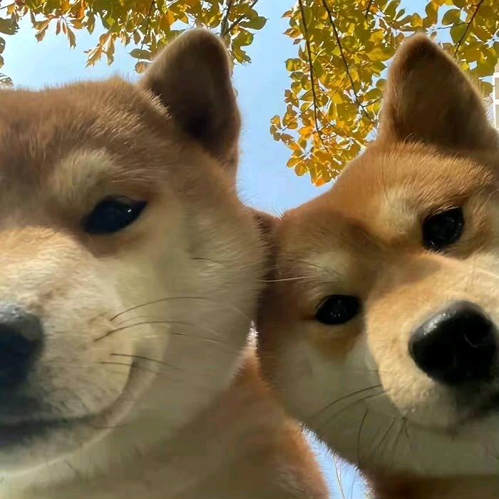 小马小马快点跑