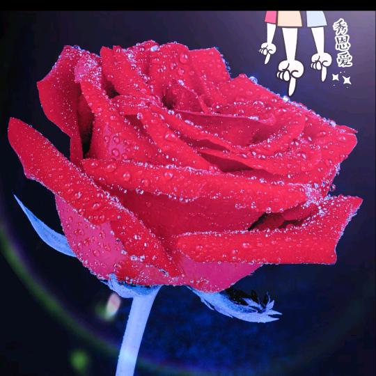红玫瑰🌹