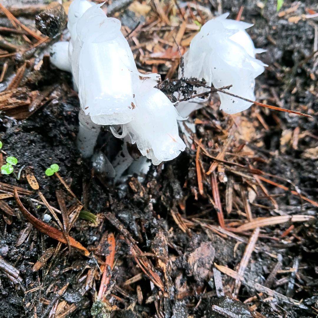 荒漠甘泉