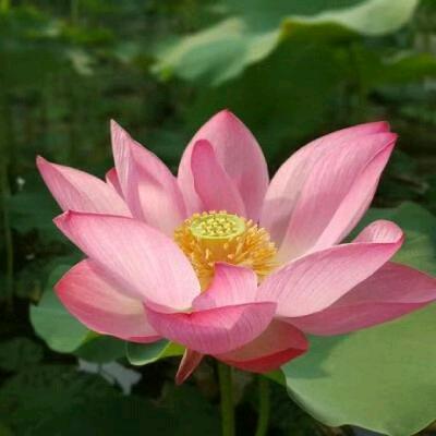 花开富贵hkfg
