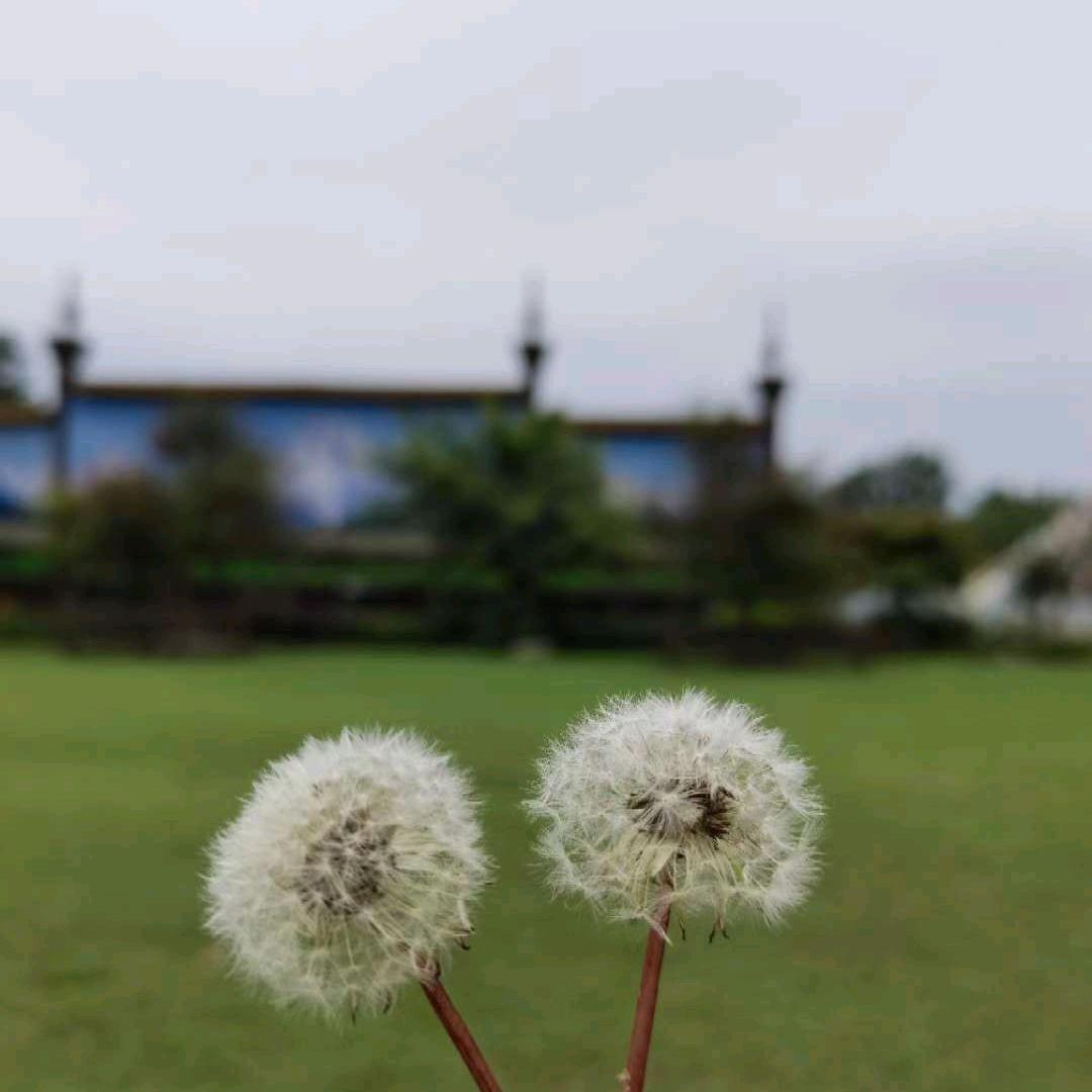 人生若只如初见