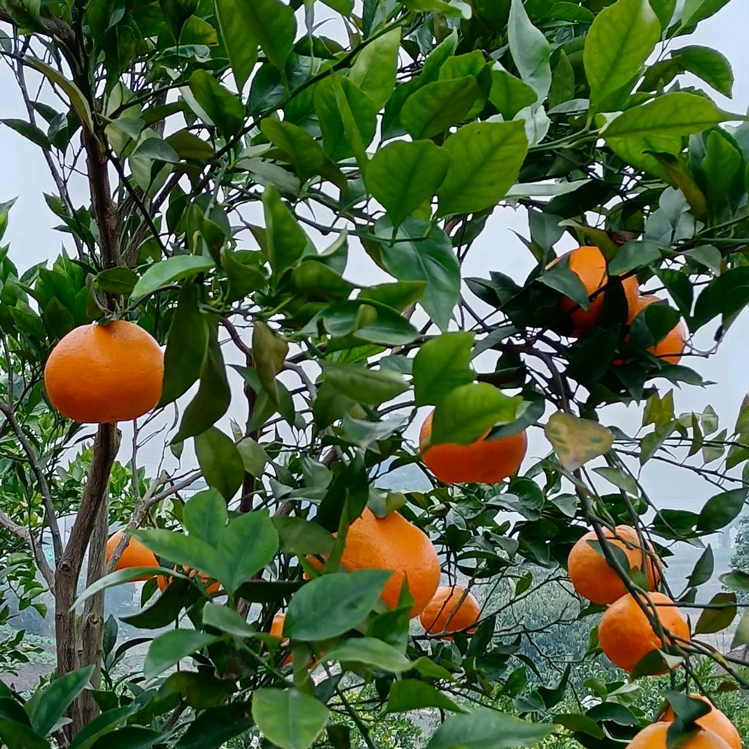 柑桔陈哥