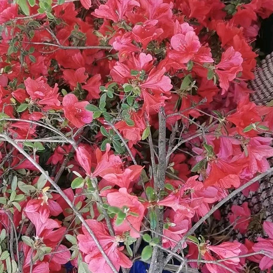 小白干