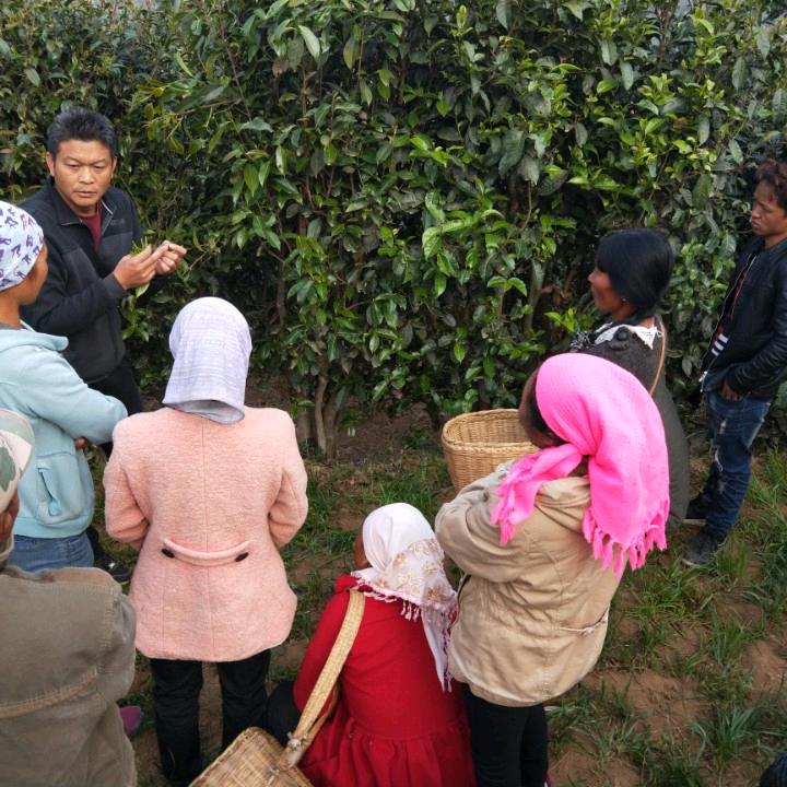 青山源头茶叶(邦崴茶区吴志刚)