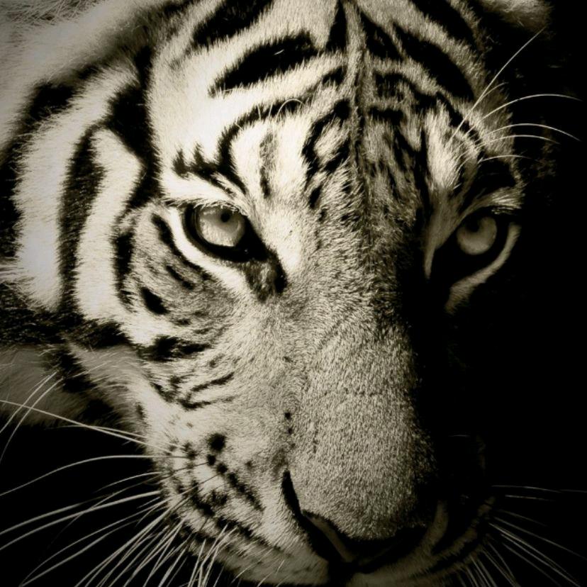 心有猛虎，细嗅蔷薇。