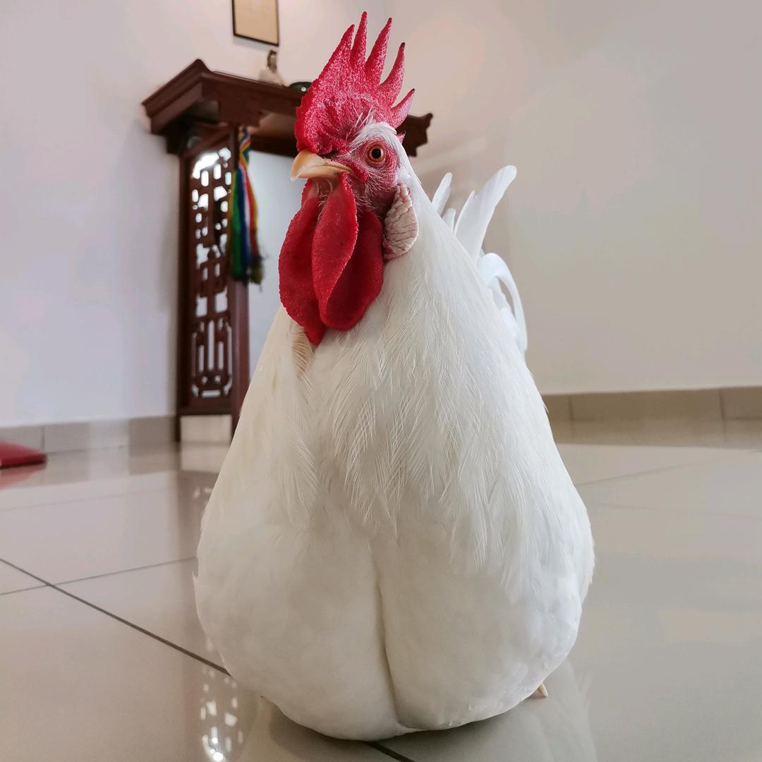 一粒鸡