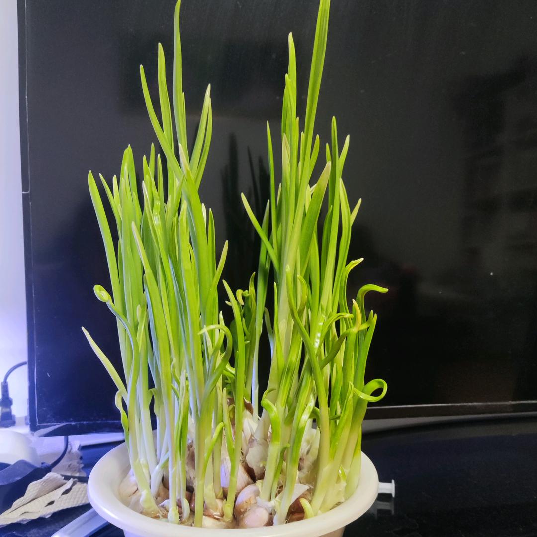 棒糖糖