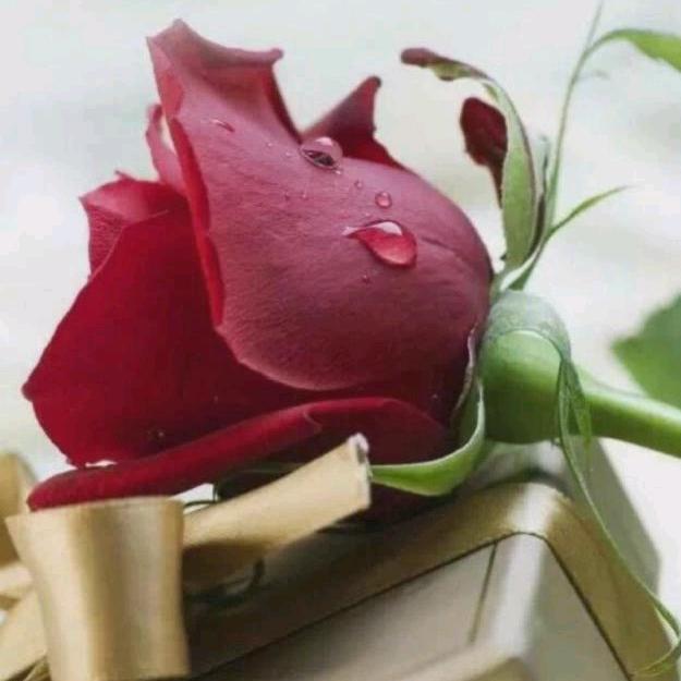 小芳