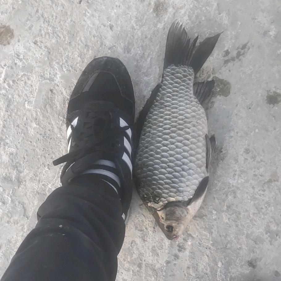 脸盆