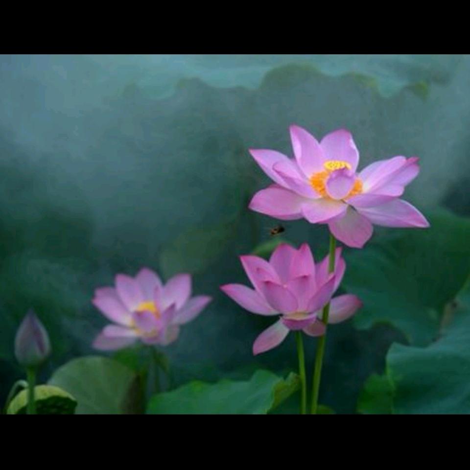 繁花似锦