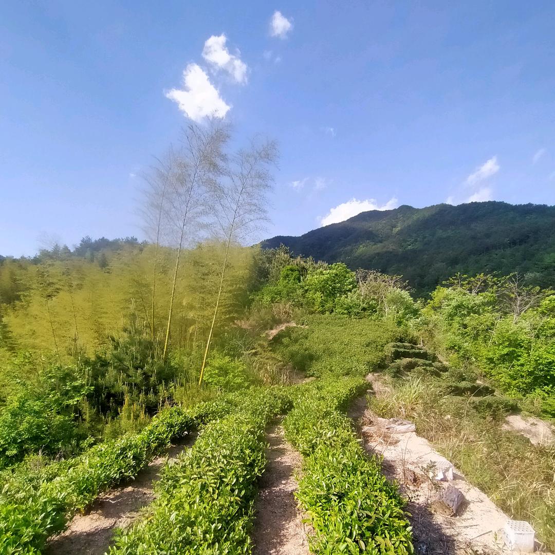 潜山市汪阳殿生态农业有限公司