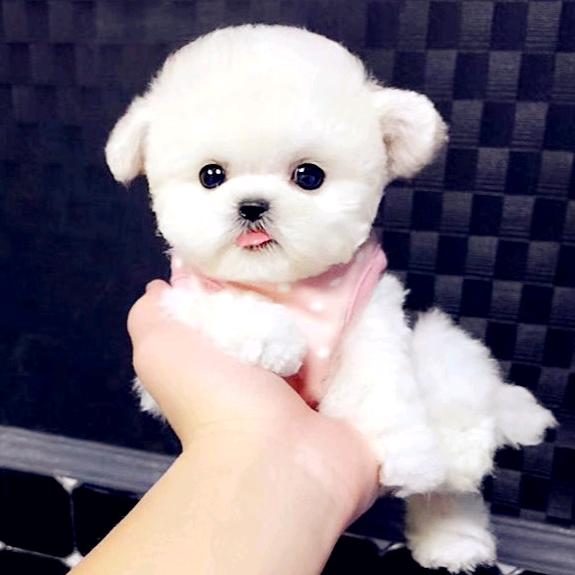 想见不如怀恋