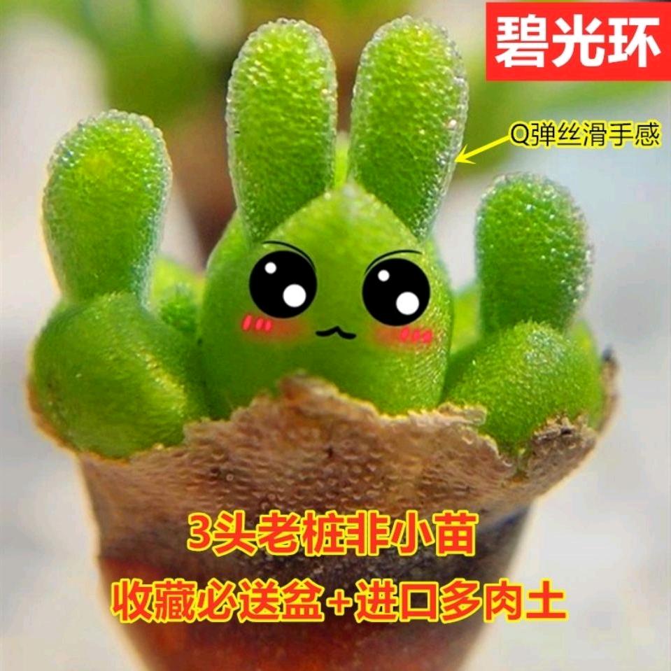 百晟多肉生石花肉锥