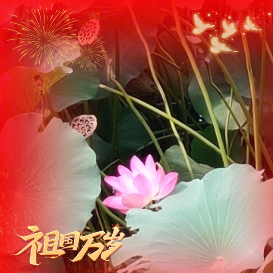 仰望星空（刘）