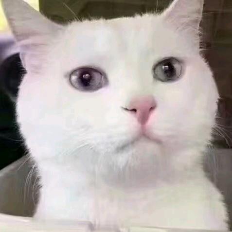 一个热爱生活的猫