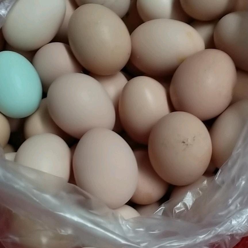 角美苍坂大坂埔，白酒红酒鸡鸭，张金珠