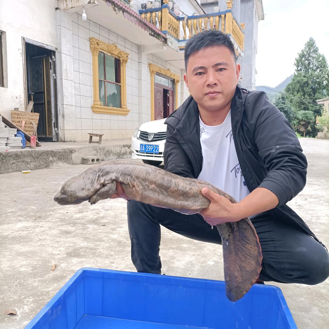 沿河深山鄂鱼娃娃鱼